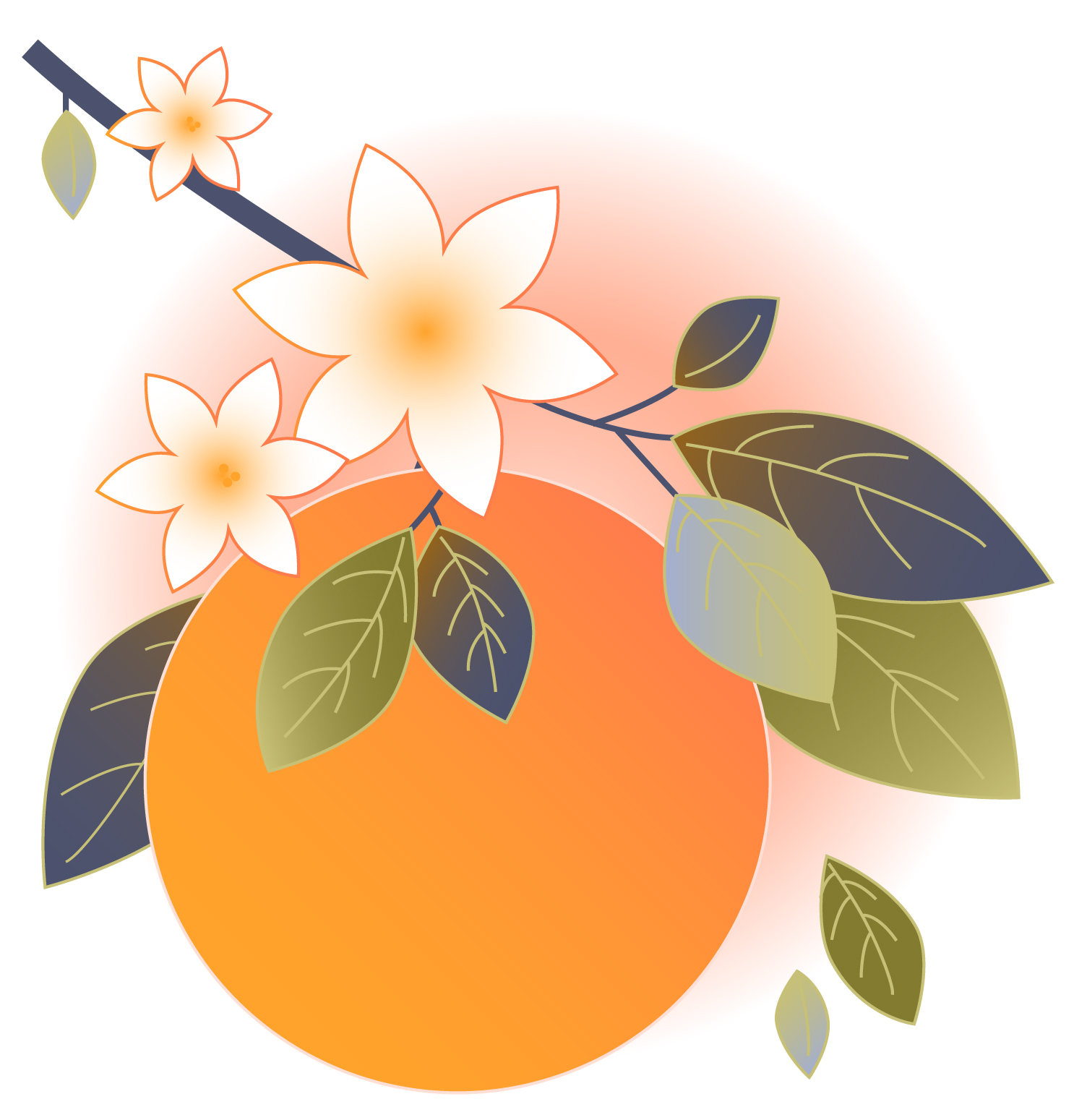 Dainty Orange Illustration